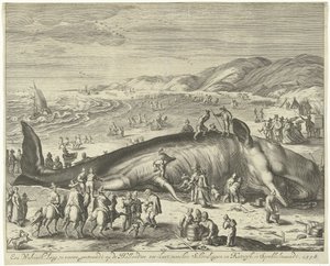 Gestrandeter Wal bei Berckhey, 1598 von Gilliam van der Gouwen