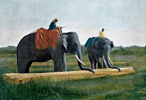 Elefanten bewegen einen Baumstamm, Ceylon, um 1890 von Gillot