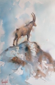 Majestätischer Alpensteinbock