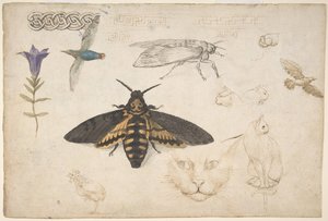 Studien einer Enzian, Motte, Vögel, Katzen, Flechtmotiv und griechische Zierleisten von Giorgio di Giovanni