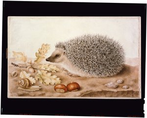 Ein Igel in einer Landschaft von Giovanna Garzoni