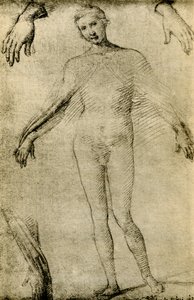Modellstudie für eine Jungfrau Maria als Mater Misericordiae von Giovanni Antonio Bazzi Sodoma