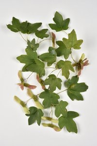 Campestre Acer/Landahorn/Kleiner Ahorn von Phillipe de Marlier