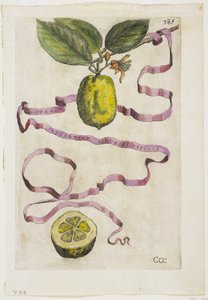 Idem Aurantium Limonis Effigle, aus Hesperides, 1646