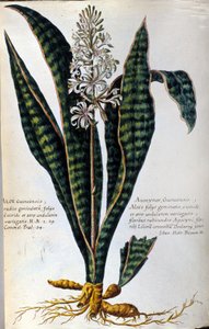 Aloe. Heilpflanze. Gravur - in „Historia botanica practica, seu plantarum, quae ad usum medicinae pertinent, nomenclatura, descriptio et virtutes...“