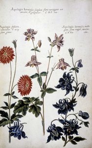 Botanische Tafel: Drei Arten von Akeleien - In 