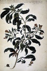 Botanische Tafel: Belladona (Belladona Majoribus Folys) - In „Historia botanica pratica, seu plantarum, quae ad usum medianae relevant, nomenclatura, descriptio et virtutes...“ von Giovanni Battista Morandi (? - 1761) von Giovanni Battista Morandi