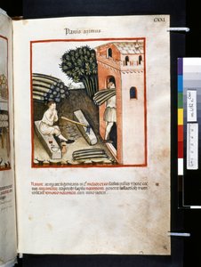Theatrum sanitatis von Ububchasym de Baldach: 