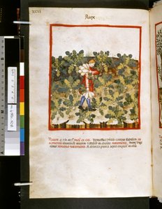 Theatrum sanitatis von Ububchasym de Baldach: 