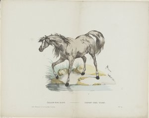 Vollbluthengst von Glenisson and Van Genechten