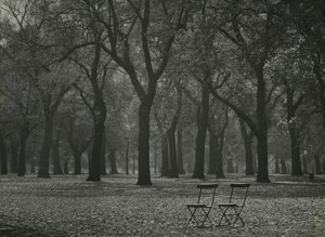 Herbstbäume im Hyde Park, London