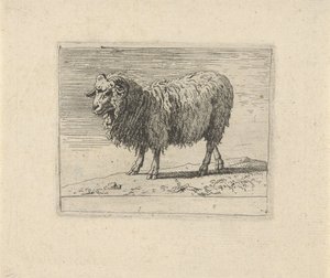 Widder