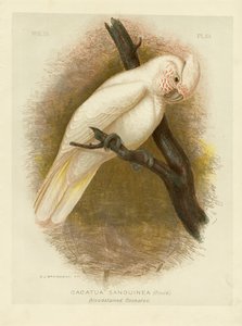 Blutbefleckter Kakadu, 1891