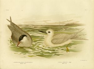 Sumpfseeschwalbe, 1891