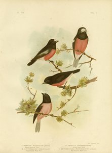 Scharlachrotes Rotkehlchen oder Pazifik-Rotkehlchen, 1891