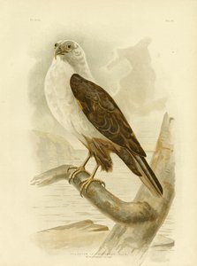 Weißbrustseeadler, 1891