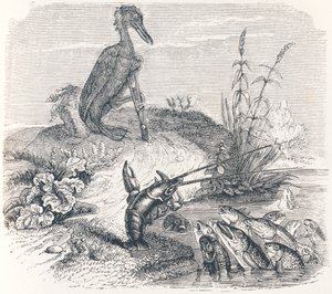 Die Fische und der Kormoran (Les poissons et le cormoran) - Fabeln von La Fontaine