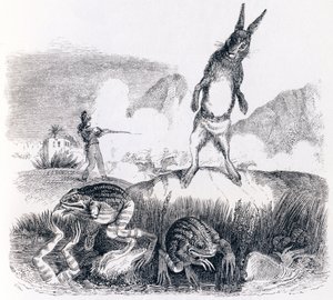 Der Hase und die Frösche