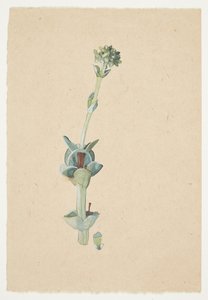 Studie einer Blume von Gudrun Traustedt