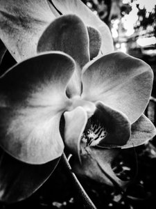 Blume Nr. 11