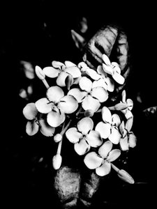Blume Nr. 26, 2025