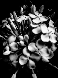Blume Nr. 28, 2025