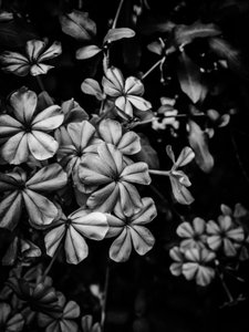 Blume Nr. 33