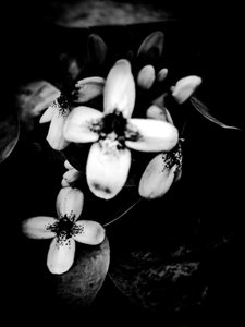 Blume Nr. 51