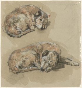 Zwei Studien eines liegenden Hundes