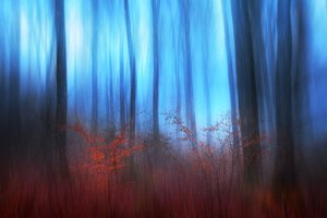 Blauer Waldtraum