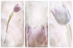 Lavendel-Tulpen-Traum