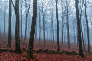 Nebliger Waldweg von Gustav Davidsson