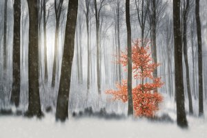 Orangenbaum im Winterwald