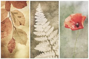 Vintage Natur Trio