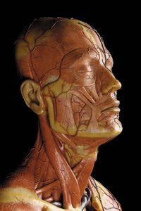 Detail eines männlichen anatomischen Écorché-Modells, das Muskeln, Arterien und Venen, den Kreislauf und das Nervensystem zeigt (Detail) von Gustav Zeiller