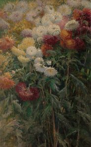 Chrysanthemen im Garten von Petit-Gennevilliers, 1893 von Gustave Caillebotte