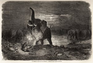 Der Jäger, überrascht von einem Elefanten, nahe dem Ngami-See (Botswana), Zeichnung von Gustave Doré (1832-1883), zur Illustration der Abenteuer und Jagden von Charles Jean Anderson im südlichen Afrika. Gravur in „Le tour du monde, nouveau journal des voya