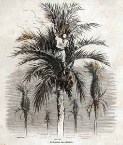 Die Bindung der Palmen in Elche, um die Weiße zu bewahren, um sie zu flechten, Zeichnung von Gustave Doré (1832-1883), um seine Reise nach Spanien im Jahr 1862 zu illustrieren, mit Ch. Davillier. Gravur in "Le tour du monde", herausgegeben von E