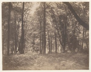 Der Wald von Fontainebleau von Gustave Le Gray