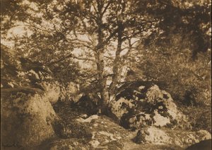 [Eiche und Felsen, Wald von Fontainebleau], 1849-52