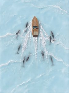 Gruppe von Delfinen Boot