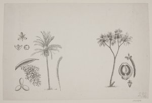 Botanisches Blatt aus Schouws Schriften