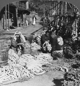 Sortieren und Verpacken von Daikon-Rettichen am Wasser, Atami, Japan, 1906 von H. C. White