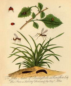 Marienkäfer und Schneider: Coccinella und Tipula oleracea, 1720, 1945