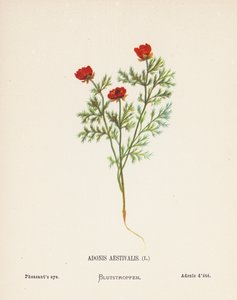 Wildblumen des Heiligen Landes: Adonis Aestivalis; Adonisröschen