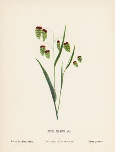 Wildblumen des Heiligen Landes: Briza Maxima; Großes Zittergras (farbige Gravur) von Hannah Zeller