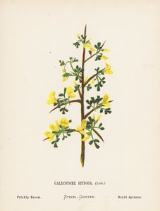 Wildblumen des Heiligen Landes: Calycotome Spinosa, Dorniger Ginster von Hannah Zeller