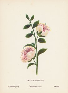 Wildblumen des Heiligen Landes: Capparis Spinosa; Kapernstrauch oder Ysop von Hannah Zeller