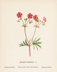 Wildblumen des Heiligen Landes: Geranium Tuberosum; Knolliger Storchschnabel (farbige Gravur) von Hannah Zeller