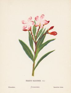 Wildblumen des Heiligen Landes: Nerium Oleander; Oleander
